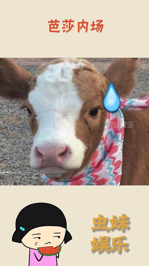 娱乐吃瓜酱飞鸟,揭秘娱乐圈那些不为人知的幕后故事  第2张